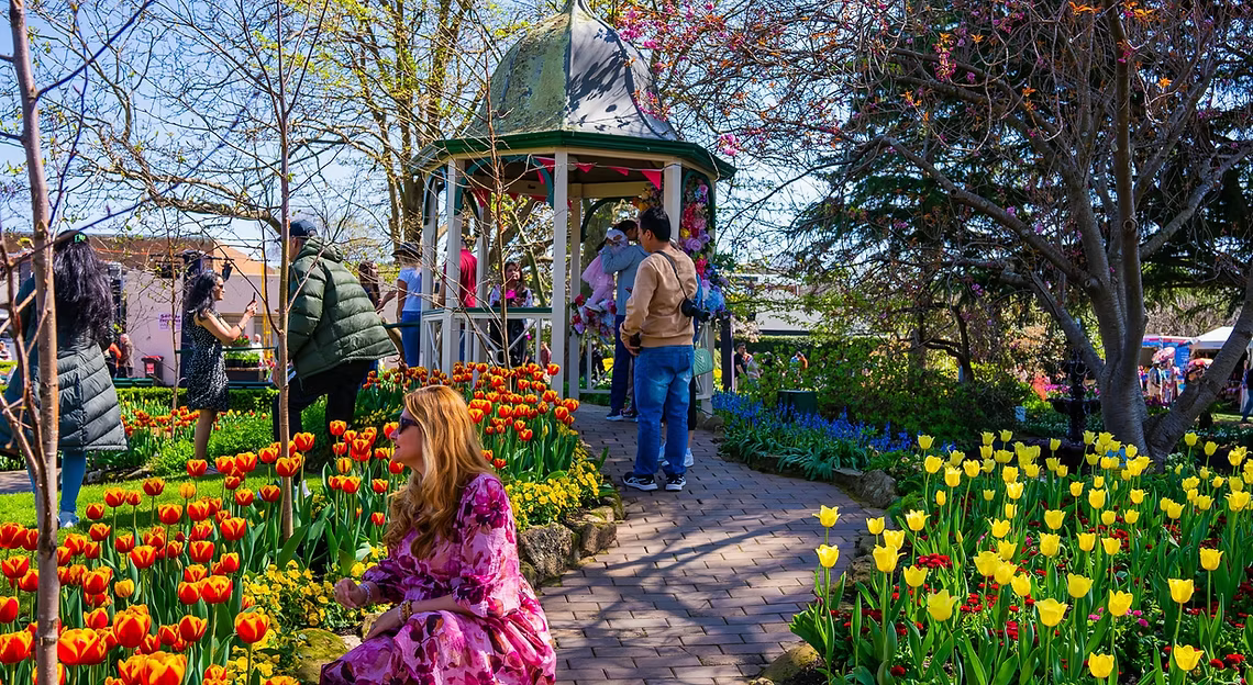Tulip Festival - Bowral