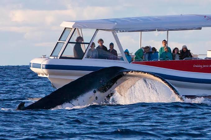 Whale Watching