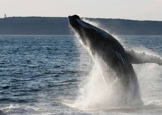 Whale Watching